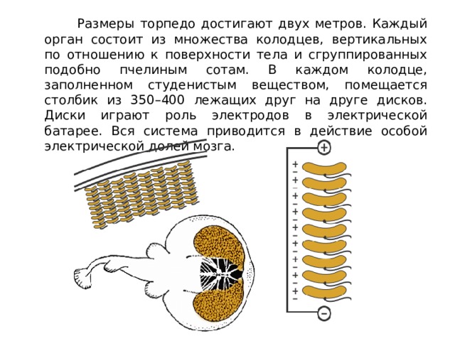  Размеры торпедо достигают двух метров. Каждый орган состоит из множества колодцев, вертикальных по отношению к поверхности тела и сгруппированных подобно пчелиным сотам. В каждом колодце, заполненном студенистым веществом, помещается столбик из 350–400 лежащих друг на друге дисков. Диски играют роль электродов в электрической батарее. Вся система приводится в действие особой электрической долей мозга. 
