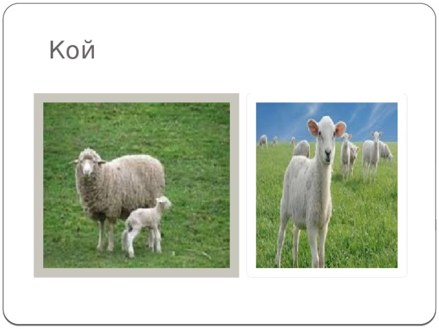 Кой 