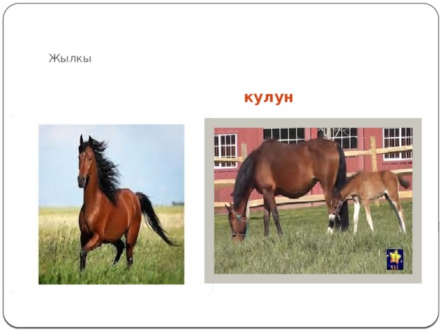 Жылкы кулун 