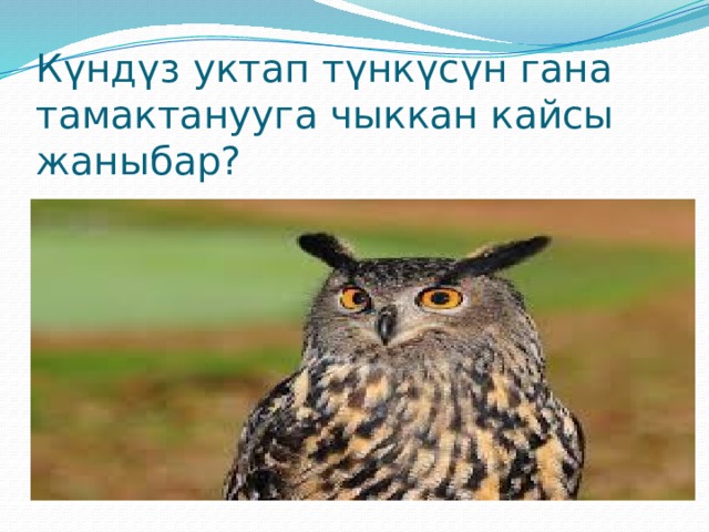 Күндүз уктап түнкүсүн гана тамактанууга чыккан кайсы жаныбар? 