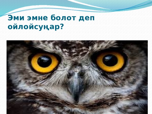 Эми эмне болот деп ойлойсуңар? 