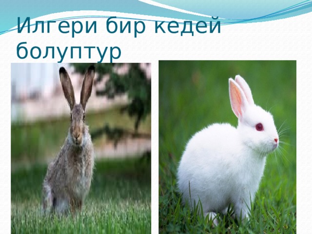 Илгери бир кедей болуптур 