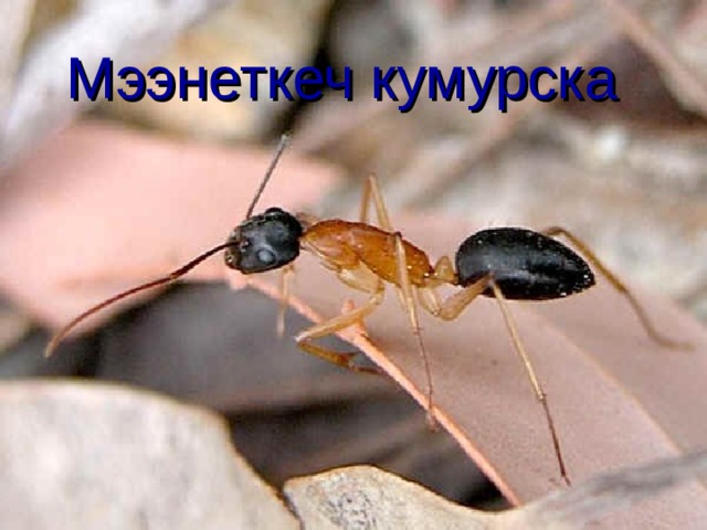 Мээнеткеч кумурска 
