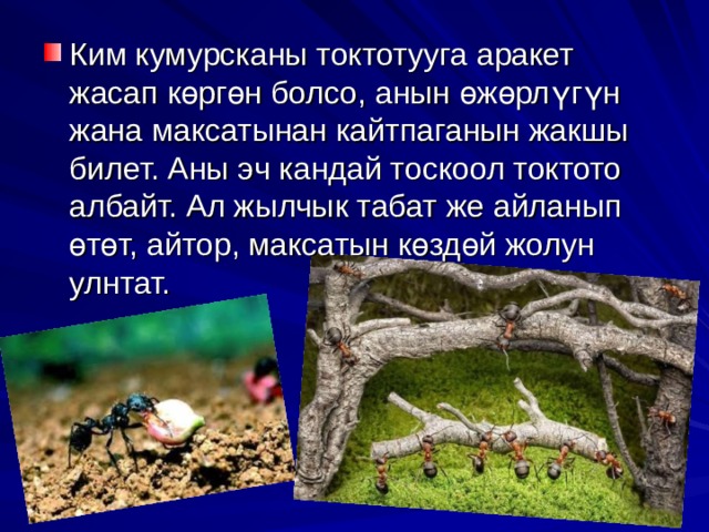 Ким кумурсканы токтотууга аракет жасап көргөн болсо, анын өжөрлүгүн жана максатынан кайтпаганын жакшы билет. Аны эч кандай тоскоол токтото албайт. Ал жылчык табат же айланып өтөт, айтор, максатын көздөй жолун улнтат. 