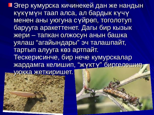 Эгер кумурска кичинекей дан же нандын күкүмүн таап алса, ал бардык күчү менен аны уюгуна сүйрөп, тоголотуп барууга аракеттенет. Дагы бир кызык жери – тапкан олжосун анын башка уялаш “агайындары” эч талашпайт, тартып алууга көз артпайт. Тескерисинче, бир нече кумурскалар жардамга келишип, “жүктү” биргелешип уюкка жеткиришет. 