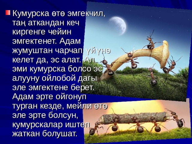 Кумурска өтө эмгекчил, таң аткандан кеч киргенге чейин эмгектенет. Адам жумуштан чарчап үйүнө келет да, эс алат. Ал эми кумурска болсо эс алууну ойлобой дагы эле эмгектене берет. Адам эрте ойгонуп турган кезде, мейли өтө эле эрте болсун, кумурскалар иштеп жаткан болушат. 
