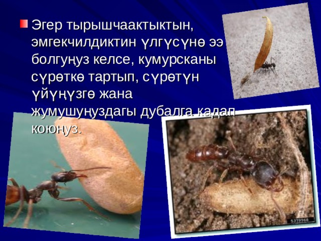 Эгер тырышчаактыктын, эмгекчилдиктин үлгүсүнө ээ болгуңуз келсе, кумурсканы сүрөткө тартып, сүрөтүн үйүңүзгө жана жумушуңуздагы дубалга кадап коюңуз. 
