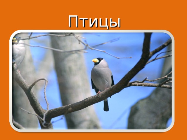 Птицы 