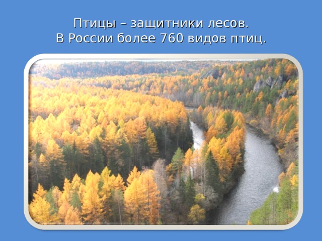 Птицы – защитники лесов.  В России более 760 видов птиц. 