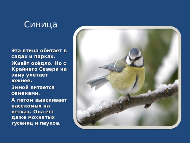 Синица Эта птица обитает в садах и парках. Живёт осёдло. Но с Крайнего Севера на зиму улетает южнее. Зимой питается семенами. А летом выискивает насекомых на ветках. Она ест даже мохнатых гусениц и пауков. 