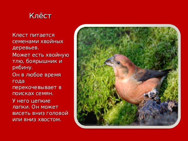Клёст   Клест питается семенами хвойных деревьев. Может есть хвойную тлю, боярышник и рябину. Он в любое время года перекочевывает в поисках семян. У него цепкие лапки. Он может висеть вниз головой или вниз хвостом. 