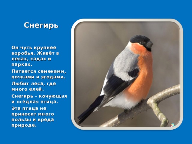 Снегирь Он чуть крупнее воробья. Живёт в лесах, садах и парках. Питается семенами, почками и ягодами. Любит леса, где много елей. Снегирь – кочующая и осёдлая птица. Эта птица не приносит много пользы и вреда природе. 