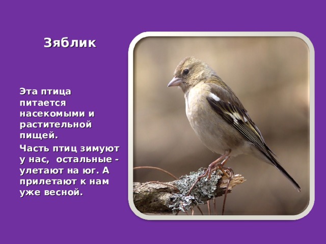 Зяблик Эта птица питается насекомыми и растительной пищей. Часть птиц зимуют у нас, остальные - улетают на юг. А прилетают к нам уже весной.  