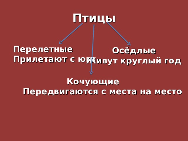 Птицы Перелетные Прилетают с юга  Осёдлые Живут круглый год  Кочующие Передвигаются с места на место 