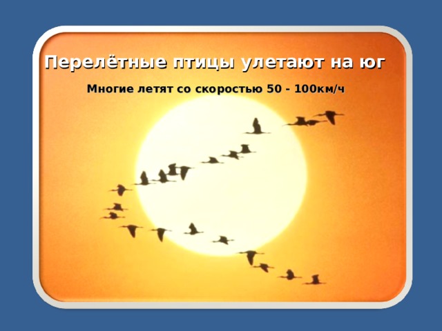 Перелётные птицы улетают на юг Многие летят со скоростью 50 - 100км/ч 