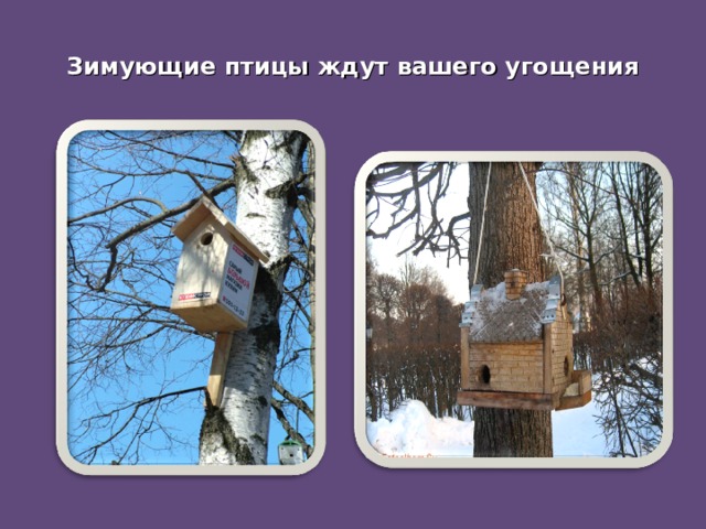 Зимующие птицы ждут вашего угощения 