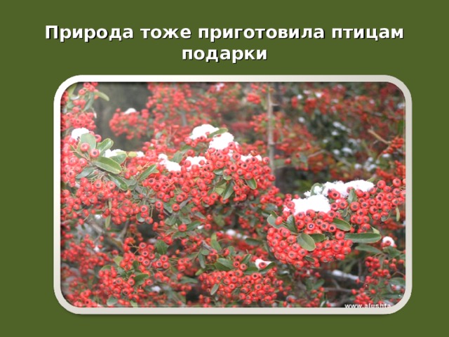 Природа тоже приготовила птицам подарки 