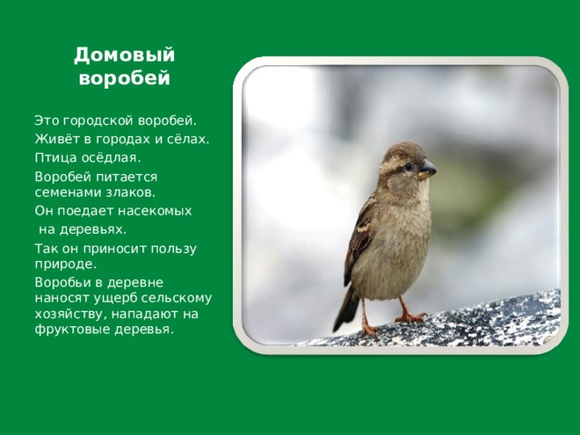 Домовый воробей Это городской воробей. Живёт в городах и сёлах. Птица осёдлая. Воробей питается семенами злаков. Он поедает насекомых  на деревьях. Так он приносит пользу природе. Воробьи в деревне наносят ущерб сельскому хозяйству, нападают на фруктовые деревья. 