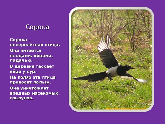 Сорока Сорока – неперелётная птица. Она питается плодами, яйцами, падалью. В деревне таскает яйца у кур. На полях эта птица приносит пользу. Она уничтожает вредных насекомых, грызунов. 