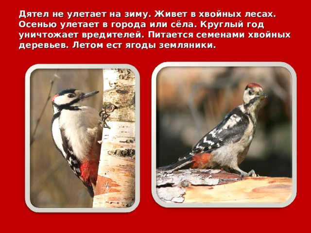 Дятел не улетает на зиму. Живет в хвойных лесах. Осенью улетает в города или сёла. Круглый год уничтожает вредителей. Питается семенами хвойных деревьев. Летом ест ягоды земляники. 