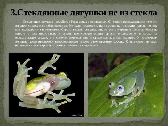 3.Стеклянные лягушки не из стекла  Стеклянные лягушки - семейство бесхвостых земноводных. С первого взгляда кажется, что эти лягушки совершенно обыкновенные. Но если посмотреть на их животы, то можно понять, почему они называются стеклянными. Сквозь животы лягушек видно все внутренние органы. Кожа на животе у них прозрачная, и сквозь нее хорошо видны органы пищеварения и крохотное пульсирующее сердце, а у самочек заметны еще и крохотные шарики икринок. У прозрачных лягушек просматриваются невооруженным глазом даже крупные сосуды. Стеклянные лягушки, несмотря на свои скромные размеры, являются хищниками.   