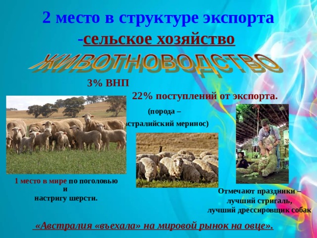 2 место в структуре экспорта - сельское хозяйство  3% ВНП  22%  поступлений от экспорта. (порода – австралийский меринос)  1 место в мире по поголовью и настригу шерсти. Отмечают праздники – лучший стригаль, лучший дрессировщик собак  «Австралия «въехала» на мировой рынок на овце».  