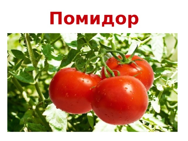 Помидор 