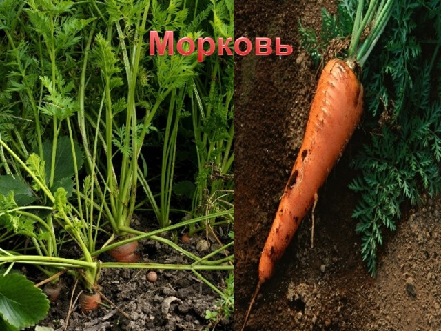 Овощи могут расти прямо в земле, как, например, морковь... 