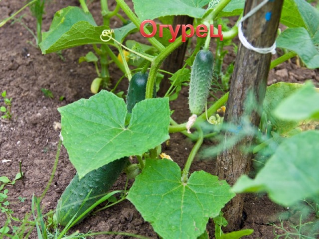 Огурец – это овощ, он растет на небольшом кустике. 