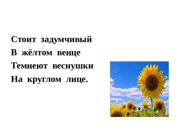 Стоит задумчивый В жёлтом венце Темнеют веснушки На круглом лице.  