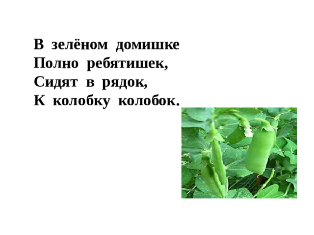 В зелёном домишке Полно ребятишек, Сидят в рядок, К колобку колобок.   