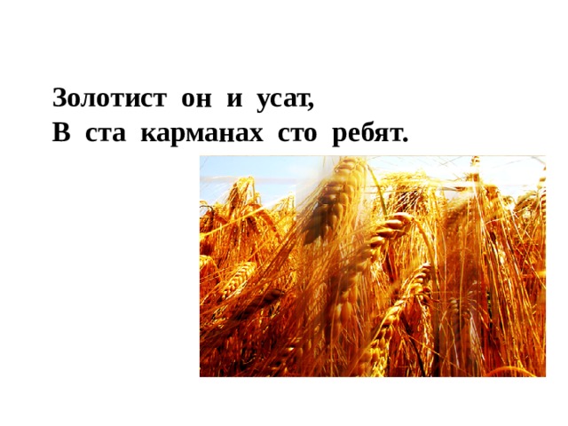 Золотист он и усат, В ста карманах сто ребят. 