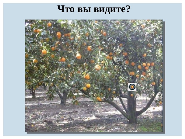 Что вы видите? 