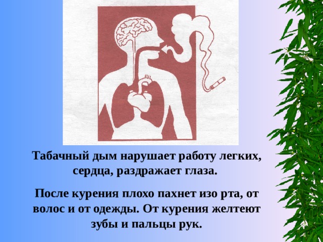 Табачный дым нарушает работу легких, сердца, раздражает глаза. После курения плохо пахнет изо рта, от волос и от одежды. От курения желтеют зубы и пальцы рук. 
