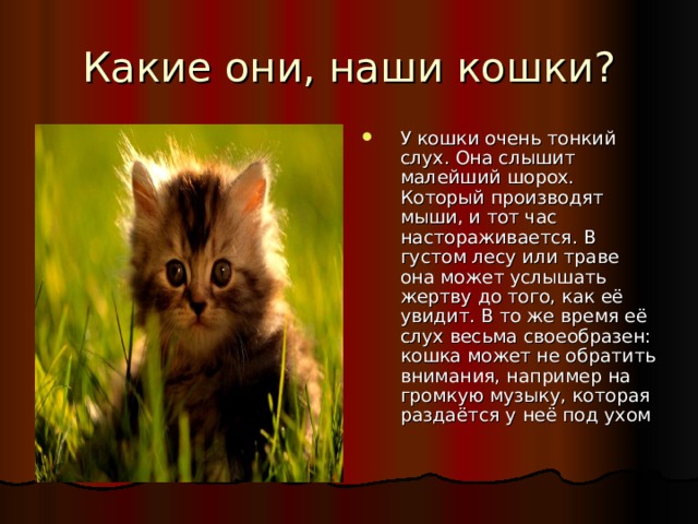 У кошки очень тонкий слух. Она слышит малейший шорох. Который производят мыши, и тот час настораживается. В густом лесу или траве она может услышать жертву до того, как её увидит. В то же время её слух весьма своеобразен: кошка может не обратить внимания, например на громкую музыку, которая раздаётся у неё под ухом 