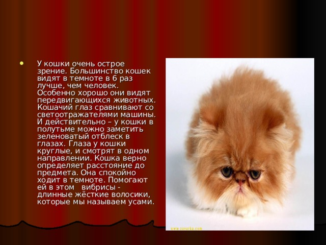 У кошки очень острое зрение. Большинство кошек видят в темноте в 6 раз лучше, чем человек. Особенно хорошо они видят передвигающихся животных. Кошачий глаз сравнивают со светоотражателями машины. И действительно – у кошки в полутьме можно заметить зеленоватый отблеск в глазах. Глаза у кошки круглые, и смотрят в одном направлении. Кошка верно определяет расстояние до предмета. Она спокойно ходит в темноте. Помогают ей в этом вибрисы - длинные жёсткие волосики, которые мы называем усами. 