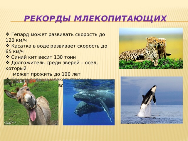 Рекорды млекопитающих  Гепард может развивать скорость до 120 км/ч  Касатка в воде развивает скорость до 65 км/ч  Синий кит весит 130 тонн  Долгожитель среди зверей – осел, который  может прожить до 100 лет  Самым редким млекопитающим  является Логмановский кит 