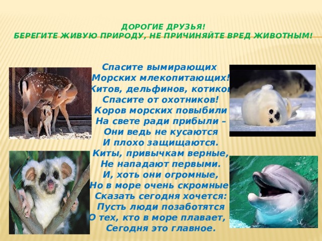 Дорогие друзья!  Берегите живую природу, не причиняйте вред животным! Спасите вымирающих Морских млекопитающих! Китов, дельфинов, котиков Спасите от охотников! Коров морских повыбили На свете ради прибыли – Они ведь не кусаются И плохо защищаются. Киты, привычкам верные, Не нападают первыми. И, хоть они огромные, Но в море очень скромные. Сказать сегодня хочется: Пусть люди позаботятся О тех, кто в море плавает, – Сегодня это главное. 