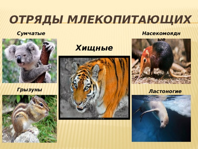 Отряды млекопитающих  Сумчатые Насекомоядные Хищные Грызуны Ластоногие 