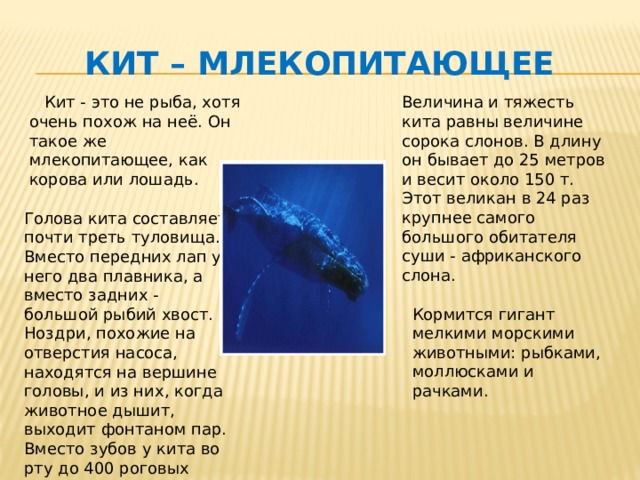 Кит – млекопитающее  Кит - это не рыба, хотя очень похож на неё. Он такое же млекопитающее, как корова или лошадь. Величина и тяжесть кита равны величине сорока слонов. В длину он бывает до 25 метров и весит около 150 т. Этот великан в 24 раз крупнее самого большого обитателя суши - африканского слона. Голова кита составляет почти треть туловища. Вместо передних лап у него два плавника, а вместо задних - большой рыбий хвост. Ноздри, похожие на отверстия насоса, находятся на вершине головы, и из них, когда животное дышит, выходит фонтаном пар. Вместо зубов у кита во рту до 400 роговых пластинок. Кормится гигант мелкими морскими животными: рыбками, моллюсками и рачками. 
