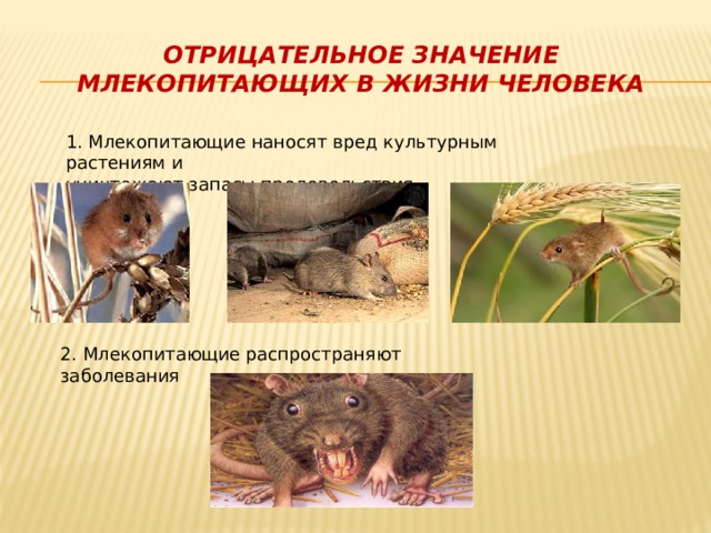 Отрицательное значение млекопитающих в жизни человека 1. Млекопитающие наносят вред культурным растениям и уничтожают запасы продовольствия 2. Млекопитающие распространяют заболевания 