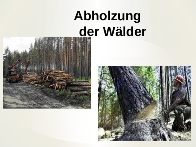 Abholzung  der W älder   