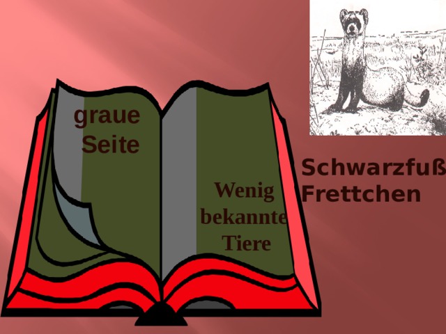 graue Seite Schwarzfuß Frettchen Wenig bekannte Tiere 