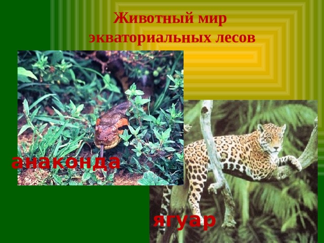 Животный мир экваториальных лесов анаконда ягуар 