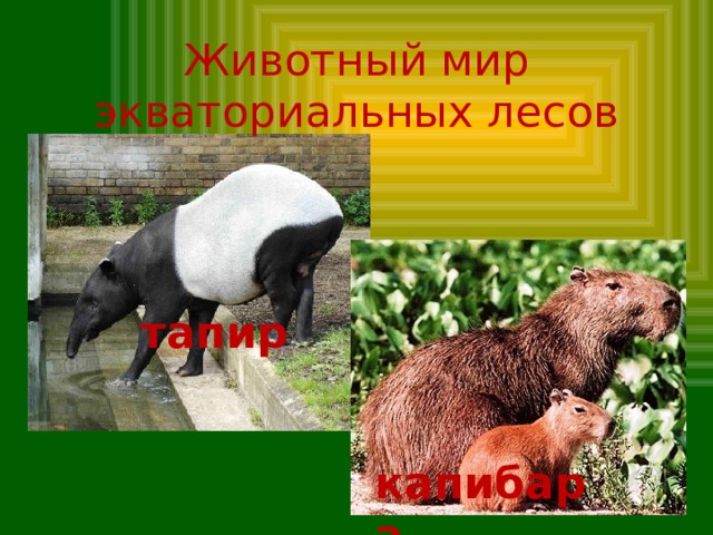 Животный мир экваториальных лесов тапир капибара 