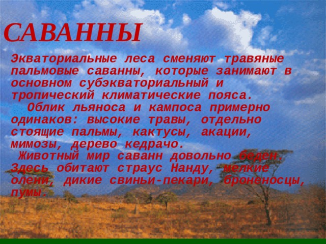 САВАННЫ Экваториальные леса сменяют травяные пальмовые саванны, которые занимают в основном субэкваториальный и тропический климатические пояса.  Облик льяноса и кампоса примерно одинаков: высокие травы, отдельно стоящие пальмы, кактусы, акации, мимозы, дерево кедрачо.  Животный мир саванн довольно беден. Здесь обитают страус Нанду, мелкие олени, дикие свиньи-пекари, броненосцы, пумы.  Экваториальные леса сменяют травные пальмовые саванны, которые занимают в основном субэкваториальный и тропический климатические пояса. Саванны на Оринокской низменности называют льянос (от испанского – «ровный»).  Саванны Бразильского плоскогорья – кампос (от португальского – «равнина») занимают значительно большую территорию, чем льянос.  Облик льяноса и кампоса примерно одинаков: высокие травы, отдельно стоящие пальмы, кактусы, акации, мимозы, дерево Кедрачо. Животный мир саванн довольно беден. Здесь обитают страус Нанду, мелкие олени, дикие свиньи-пекари, броненосцы, пумы. 