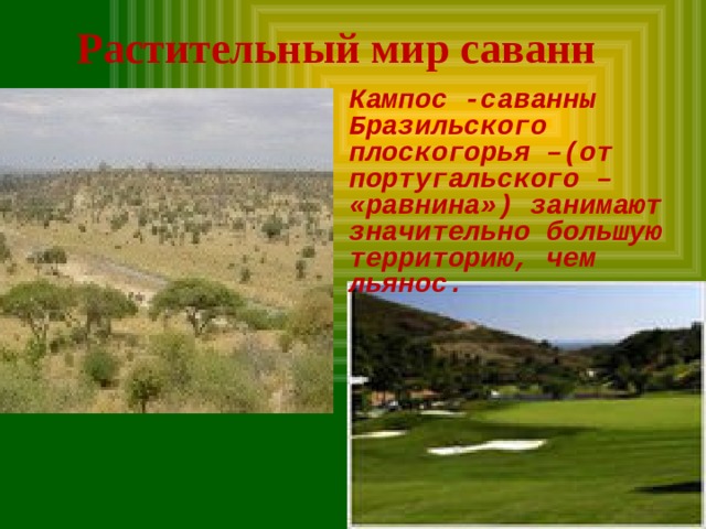 Растительный мир саванн Кампос -саванны Бразильского плоскогорья –(от португальского – «равнина») занимают значительно большую территорию, чем льянос. 