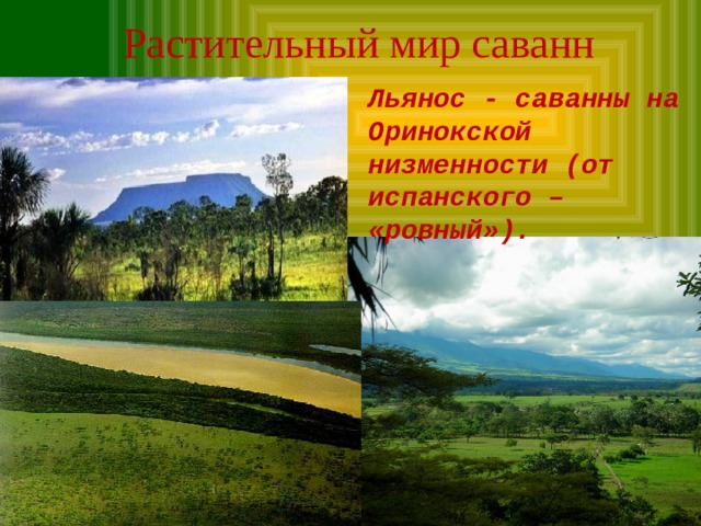 Растительный мир саванн Льянос - саванны на Оринокской низменности (от испанского – «ровный»). 