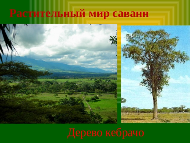 Растительный мир саванн Дерево кебрачо 
