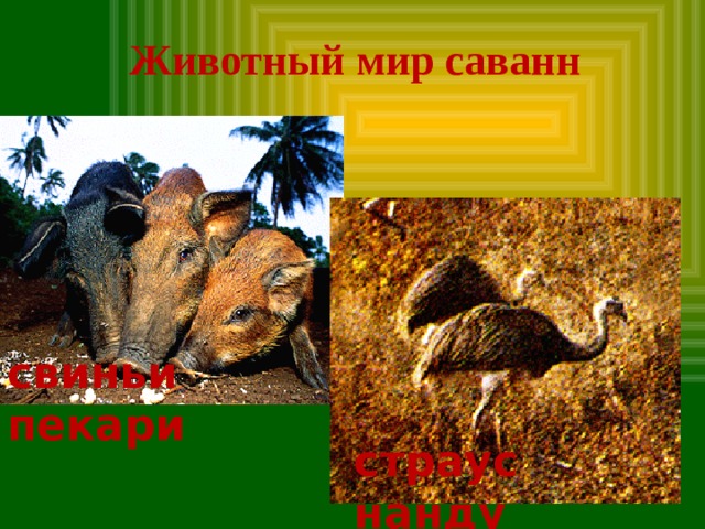 Животный мир саванн свиньи пекари страус нанду 